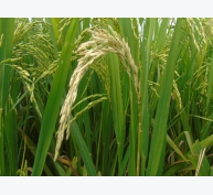 Đối phó bệnh đạo ôn cổ bông hại lúa