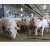 Giá lợn hơi ngày 29/5/2020 tăng trở lại