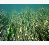 Cỏ biển - bể chứa carbon chống biến đổi khí hậu
