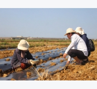 Trồng dưa hấu trên đất lúa thiếu nước tại Quảng Trị