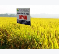 Giống lúa DT45 được công nhận tại Nam Trung Bộ và Tây Nguyên