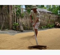 Kỹ thuật thu hoạch và phơi sấy lúa Japonica nhằm giảm tổn thất sau thu hoạch
