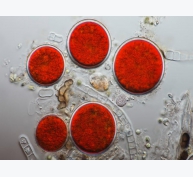 Thúc đẩy tảo H. pluvialis tăng sản xuất astaxanthin và lipid