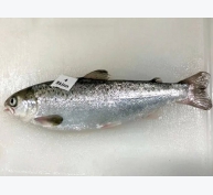 Krill Tác động tăng trưởng và tỷ lệ sống của cá hồi non