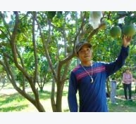 Thâm canh cây ăn quả theo VietGAP, thu 300 - 700 triệu đồng/ha