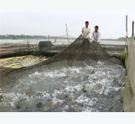 Hiệu quả nuôi cá giống nước ngọt tại Phú Thọ