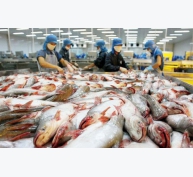 Xuất khẩu cá tra tăng mạnh, nguyên liệu khan hiếm