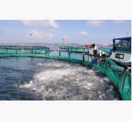 Phú Yên hướng đến xuất khẩu tôm hùm theo đường chính ngạch