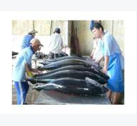 Nghiên Cứu Ứng Dụng Các Kỹ Thuật Và Quản Lý, Phát Triển Nhãn Hiệu Tập Thể “Cá Ngừ Đại Dương Phú Yên”