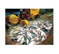 Giá Cá Tra Rớt Còn 20.000 Đồng/kg