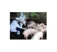 Phòng Chống Dịch Lợn Tai Xanh- Nhìn Từ Công Tác Phòng Chống Dịch Ở Bắc Ninh