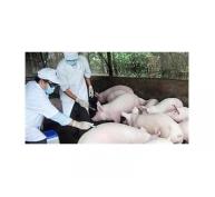 Dịch Lợn Tai Xanh Lây Lan Trên Diện Rộng