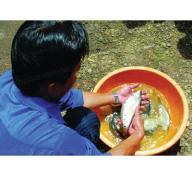 Cá Thát Lát Cườm Ở Đức Linh (Bình Thuận)