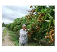 Hồi Sinh Cây Trái Cù Lao Minh (Vĩnh Long)