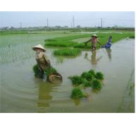 Chuyển 200.000ha Đất Lúa Trồng Cây Màu