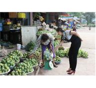 Mùa Xoài Yên Châu (Sơn La)