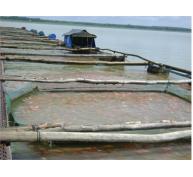 Mô Hình Nuôi Cá Lồng Mới Trên Sông Kinh Thầy