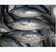 Giá Cá Ngừ Vằn Tăng 250 USD/tấn