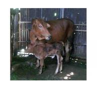 An Giang Lai Tạo Thành Công Giống Bò Red Angus