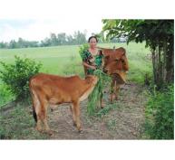 Dự Án Heifer Giúp Nông Dân Phát Triển Kinh Tế