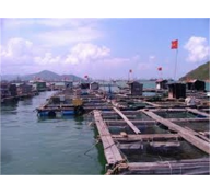 Huyện Bá Thước (Thanh Hoá) Phát Triển Nghề Nuôi Cá Lồng Trên Lòng Hồ Thủy Điện