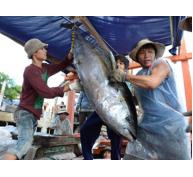 Liên kết khai thác và tiêu thụ cá ngừ đại dương