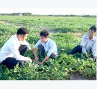 Xây dựng thương hiệu cho cây dưa vùng bãi ngang Kim Sơn (Ninh Bình)