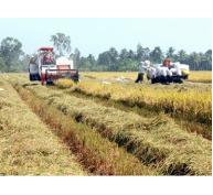 Liên kết sản xuất để nâng cao chuỗi giá trị lúa gạo