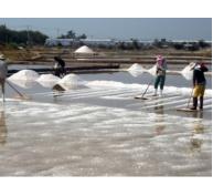 100.000 tấn muối tồn kho, diêm dân Ninh Thuận khóc ròng