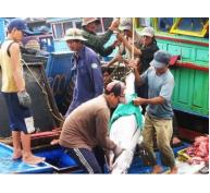 Hướng đi bền vững cho nghề câu cá ngừ đại dương