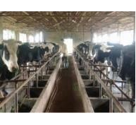 Những giải pháp bền vững cho phát triển chăn nuôi bò sữa