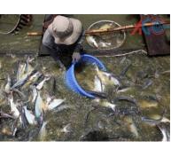 Nghiên cứu sức chịu tải môi trường và sức chịu tải sinh học phục vụ phát triển thủy sản