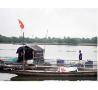 Nuôi cá lồng, hướng đi mới cho nông dân Duy Ninh (Quảng Bình)