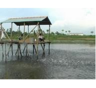 Việt Nam phát triển nuôi trồng thủy sản có trách nhiệm
