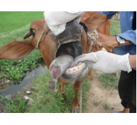 Dạy nghề nuôi và phòng trị bệnh trâu bò cho nông dân miền núi