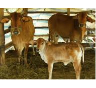 Phú Yên dạy nghề nuôi và phòng trị bệnh trâu bò cho nông dân miền núi
