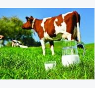 Sản lượng sữa bò tươi toàn huyện đạt trên 50 tấn/ngày
