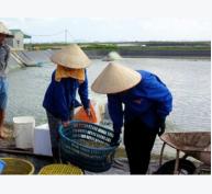 Thành Phố Móng Cái (Quảng Ninh) thu hoạch tôm sớm để giảm thiểu thiệt hại