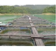 Trại nuôi cá rô phi đầu tiên ở Châu Á tham gia chương trình iBAP 