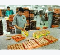 Trứng gà Omega 3 một nông sản Bắc Ninh tiêu biểu