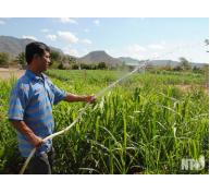 Chuyển đổi cây trồng tiết kiệm nước trong sản xuất nông nghiệp