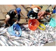 Nhiều bất cập trong phương thức quản lý xuất khẩu cá tra
