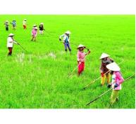 Cà Mau đề xuất triển khai bảo hiểm nông nghiệp đại trà