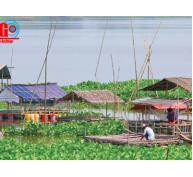 Bảo tồn thủy sản búng Bình Thiên (An Giang)