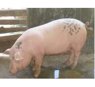 Biện pháp để tăng năng suất và sản lượng nuôi lợn nái sinh sản - Phần 1