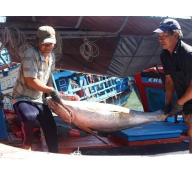 Cá ngừ đại dương bị ép giá vì chất lượng thấp quá!