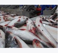 Cẩn trọng khi thương lái Trung Quốc mua cá tra quá lứa