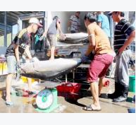 Giá cá ngừ đại dương bị thao túng