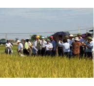 7 giống lúa khảo nghiệm thu hút nông dân xứ Nghệ