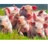 Yên Bái dành 44ha đất trên núi cho Hòa Phát nuôi lợn